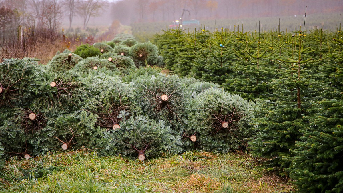 En mark med juletræer - nogle er fældet og ligger på jorden