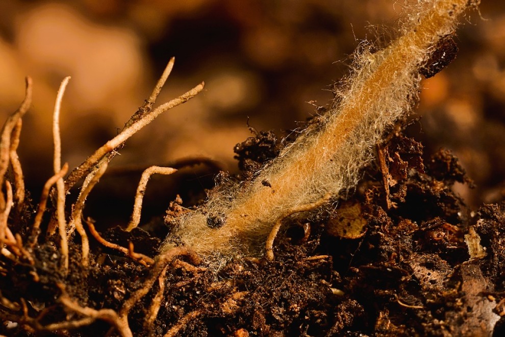 Svampehyfer og deres spredning til plantens rødder. Fotograferet i en skov nær Mirkova ved Ústí nad Labem.