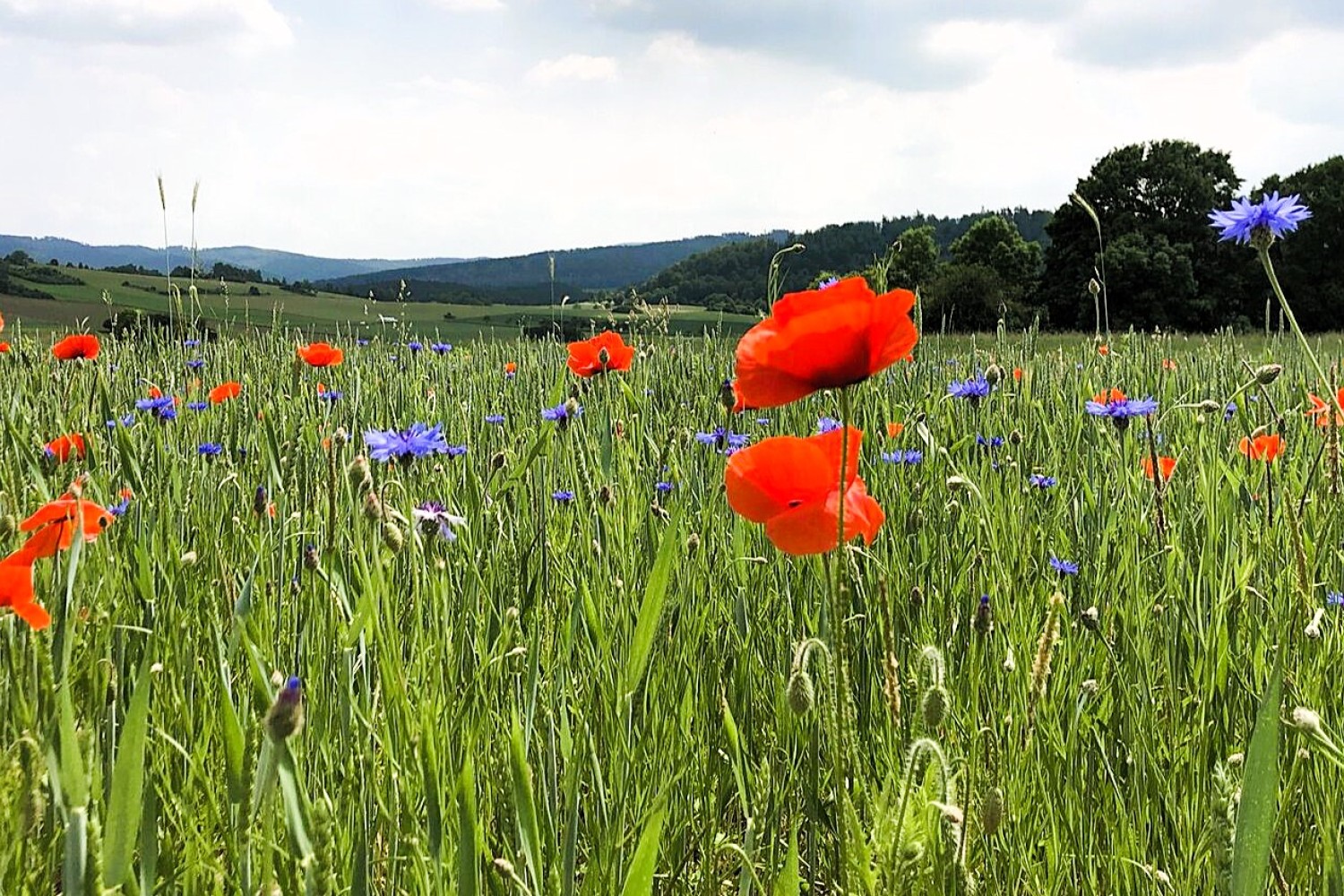 Landskabsbillede af en økologisk mark med valmuer og kornblomster i Tyskland