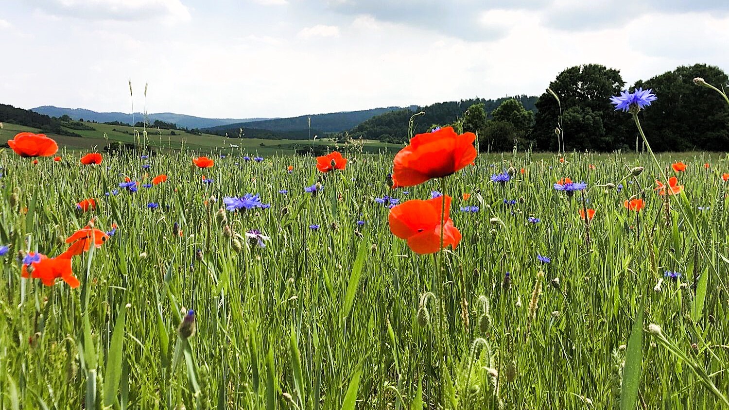 Landskabsbillede af en økologisk mark med valmuer og kornblomster i Tyskland