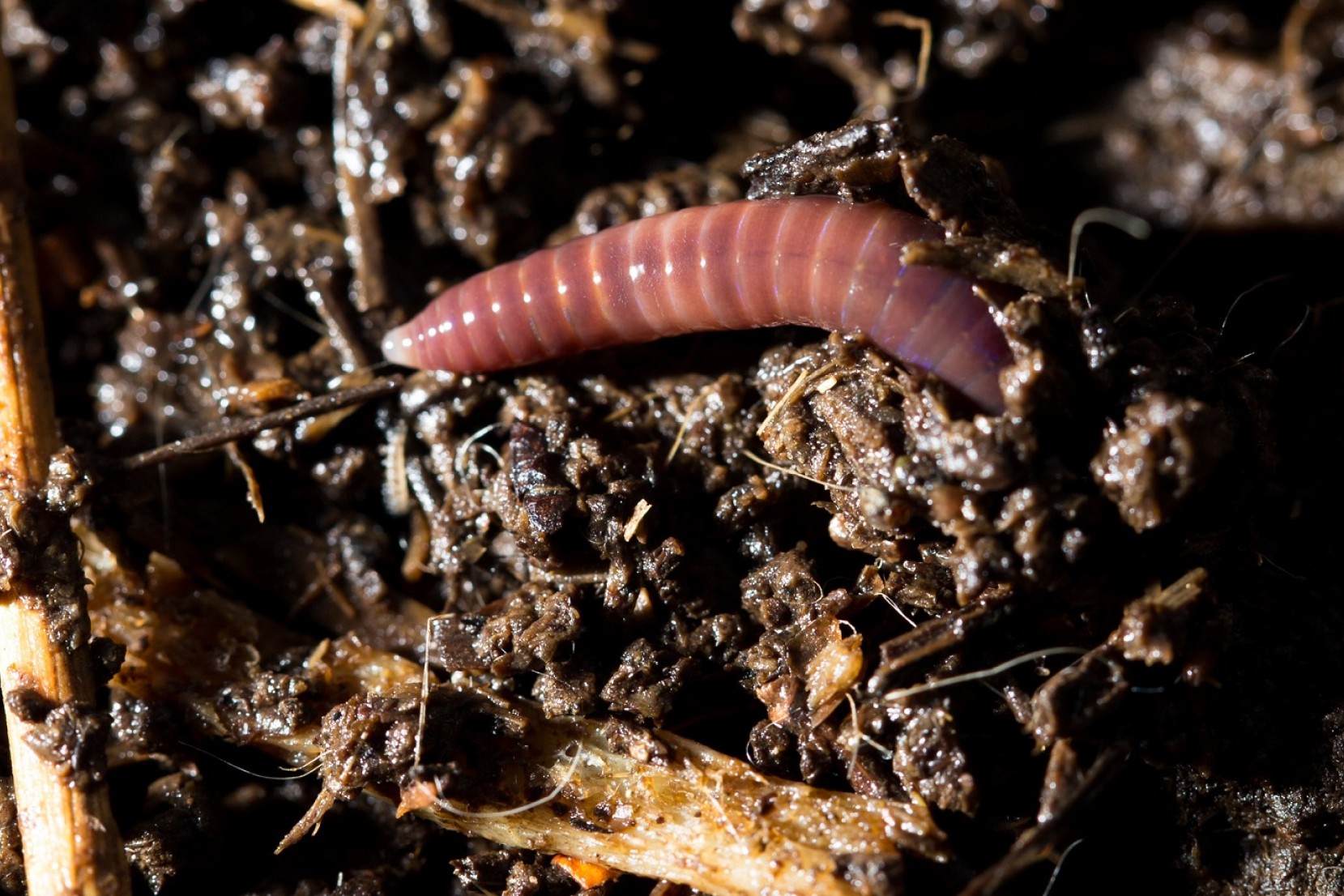 Nærbillede af en regnorm i jord