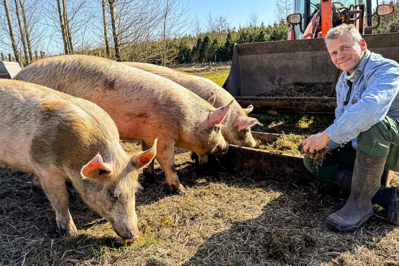 Bertel Hestbjerg fodrer naturgrise med grovfoder