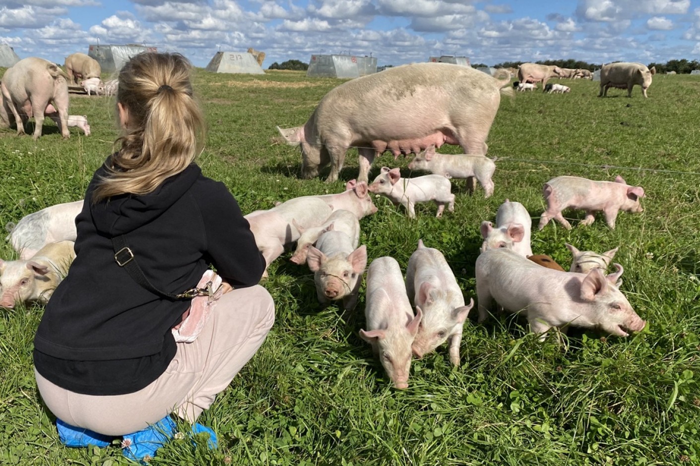 Pige besøger økologiske grise