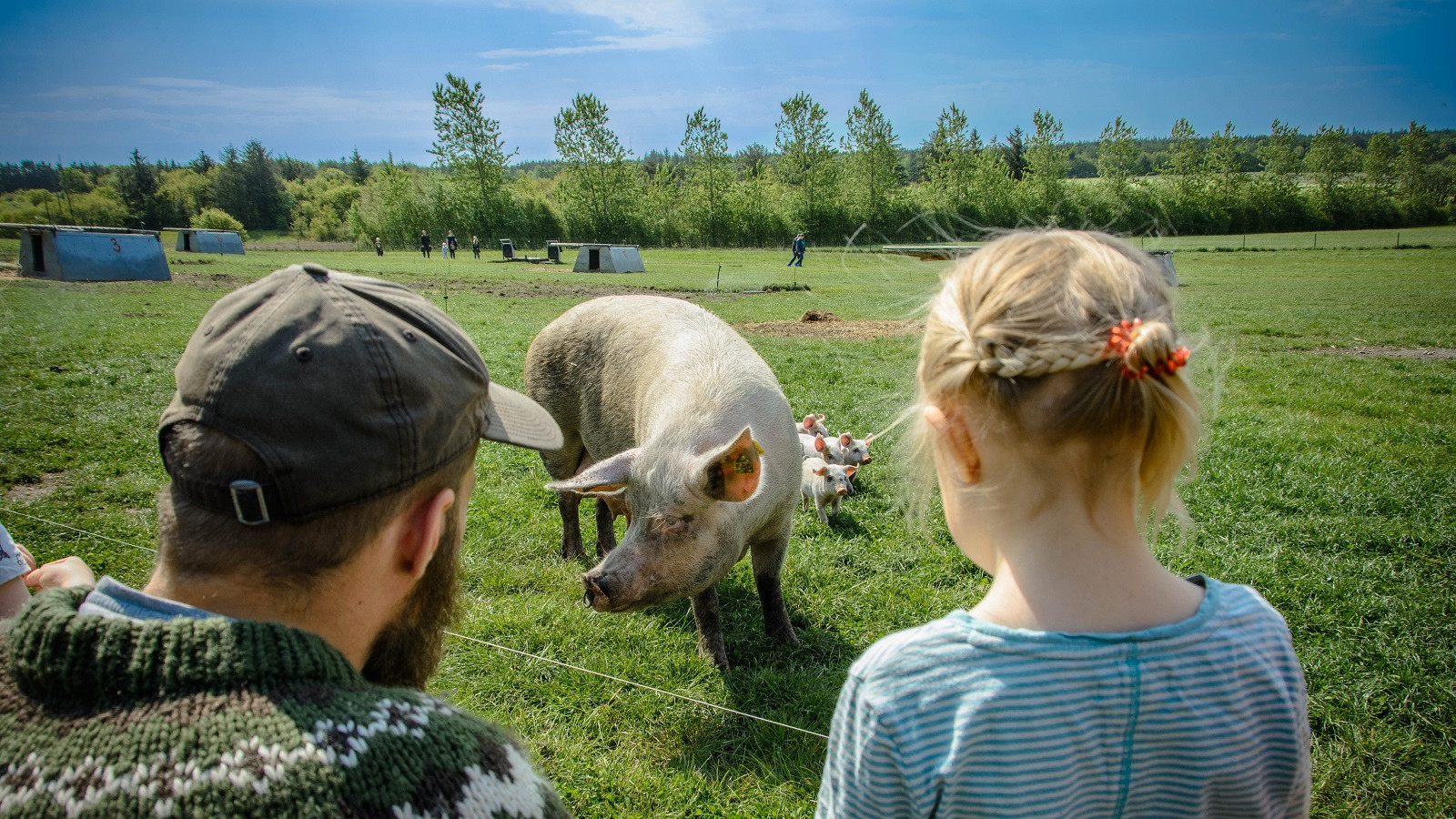 Far og datter kigger på so med grise til Sofari