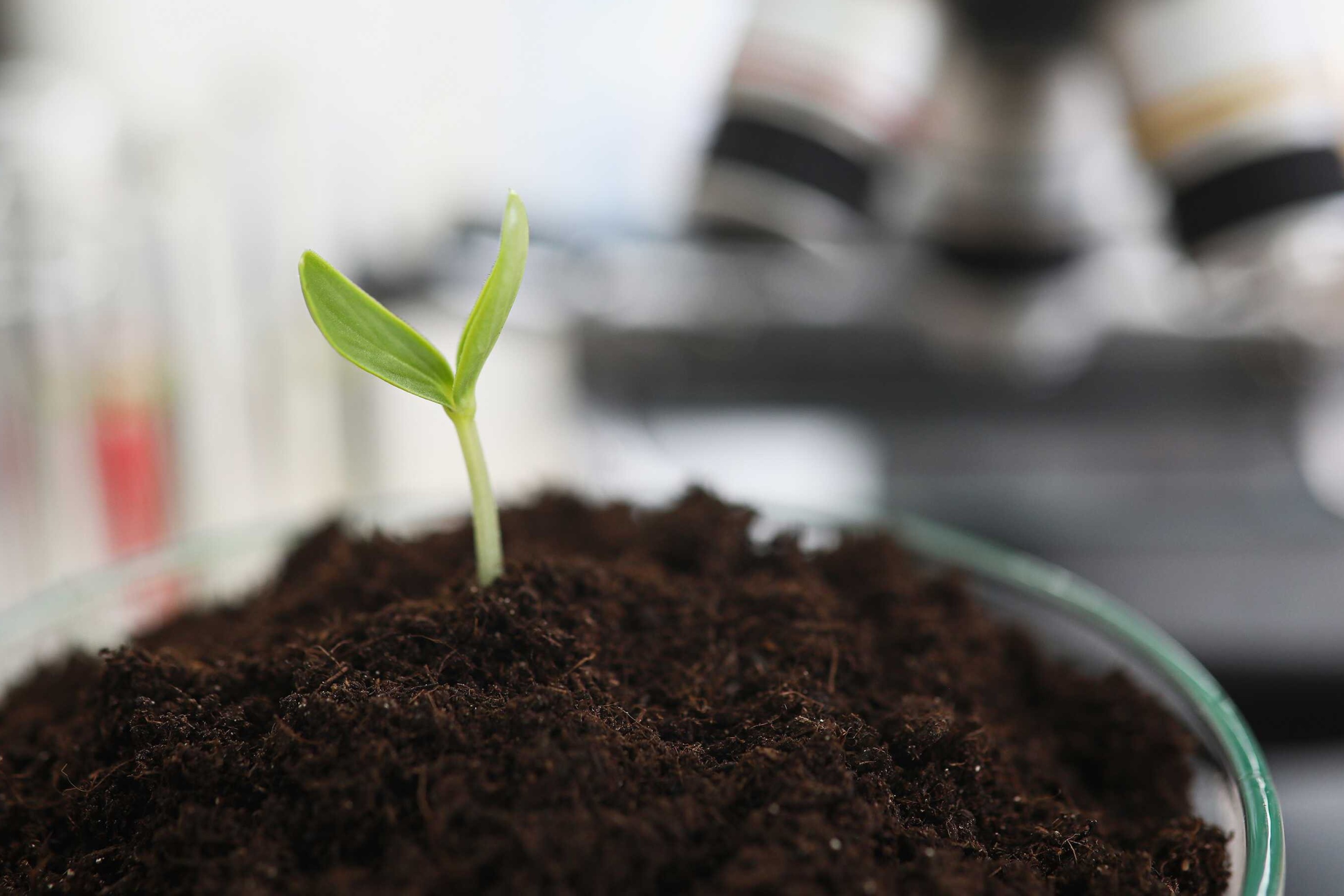 Nærbillede af en spirende plante