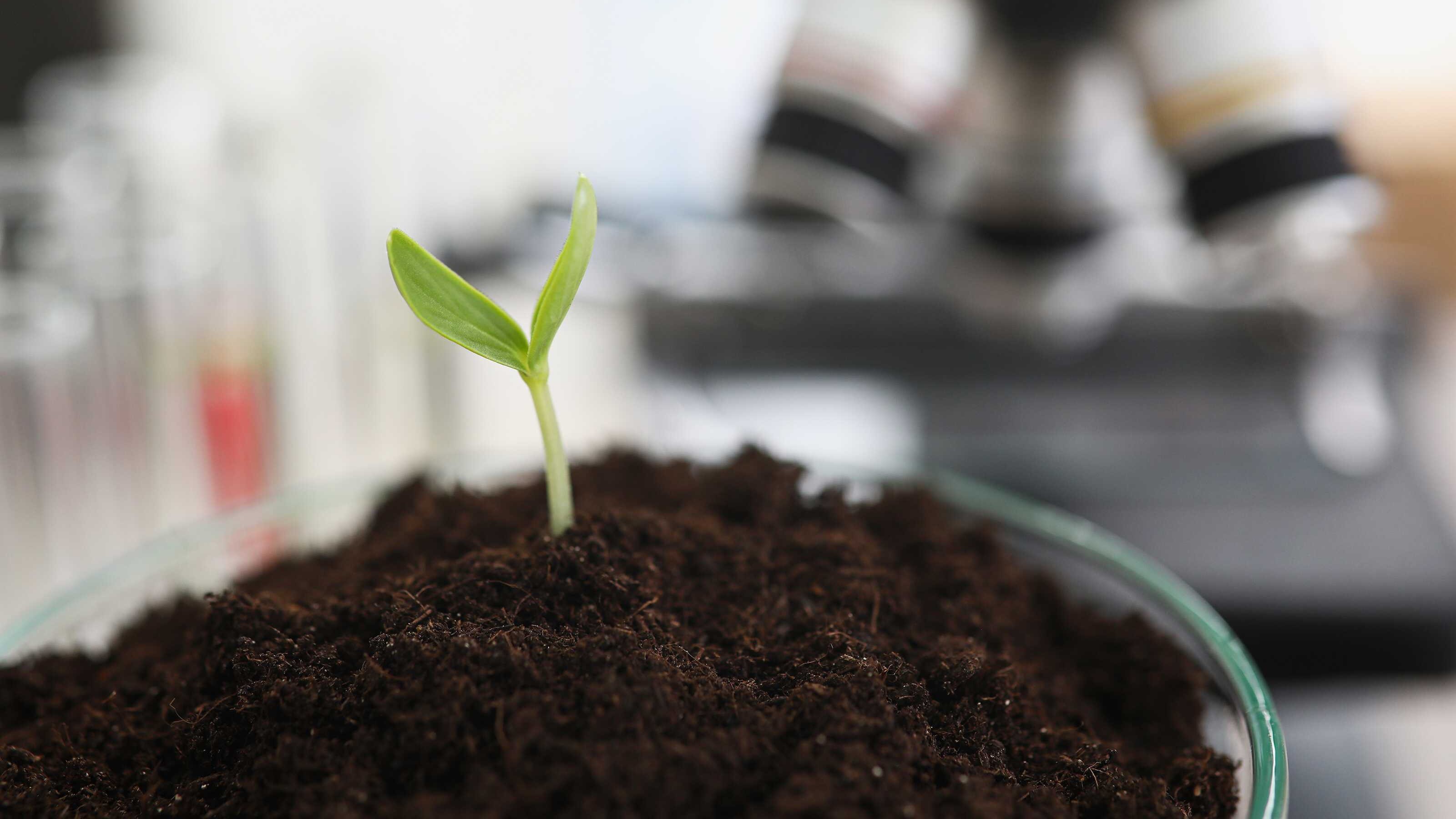Nærbillede af en spirende plante