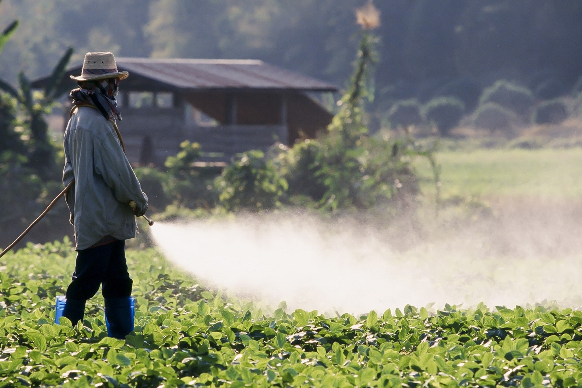 En mand står med en sprøjte på marken og sprøjter med et pesticid på sine sojaplanter