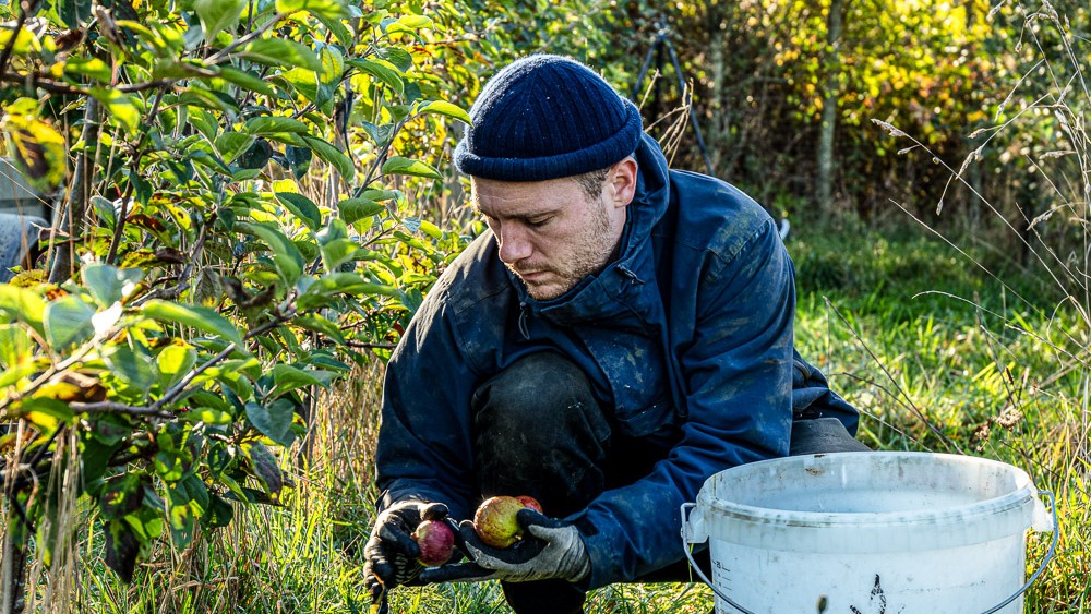 Oskar Prip sidder på hug og samler æbler i plantagen