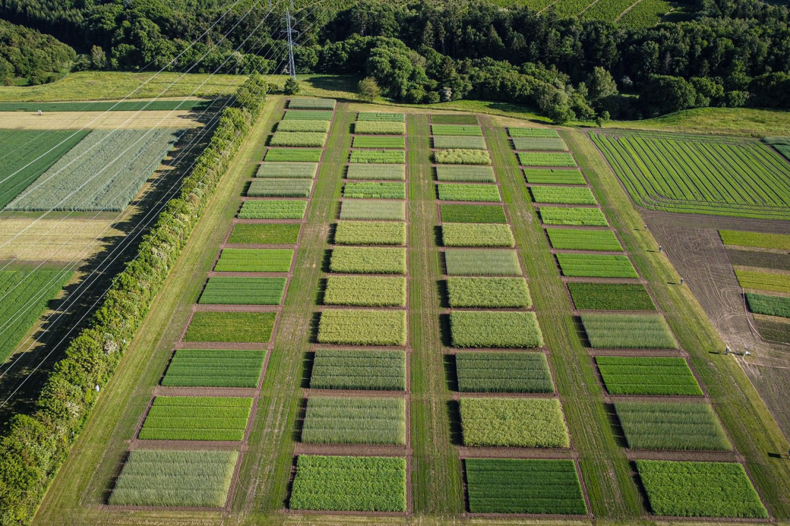 Dronefoto af marker med samdyrkning