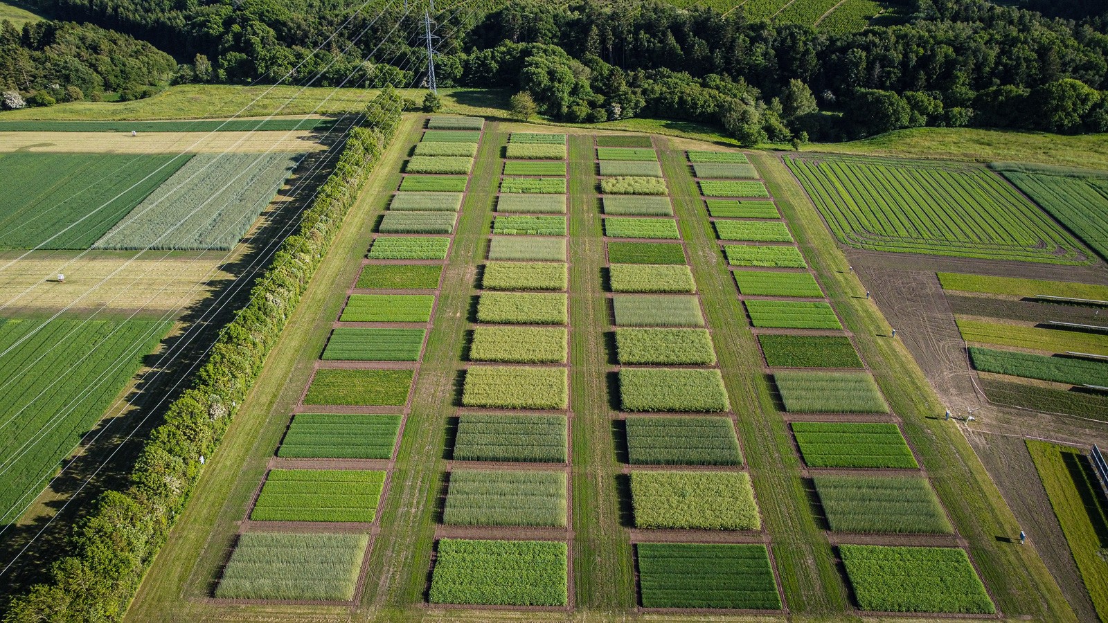 Dronefoto af marker med samdyrkning
