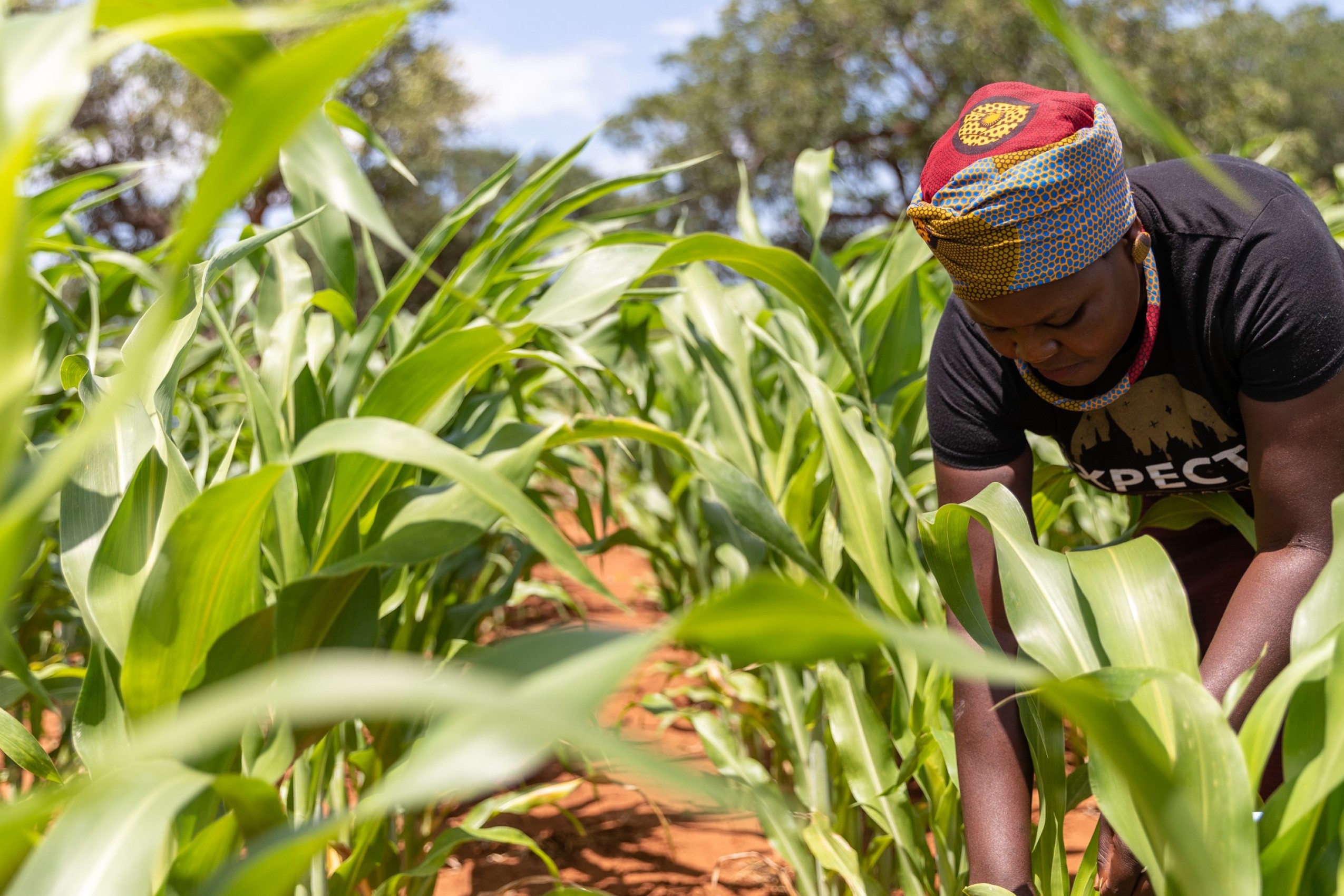 En kvinde fra Zimbabwe står i en mark og arbejder